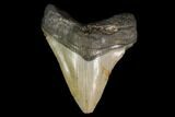 3.02" Fossil Megalodon Tooth - North Carolina - #130069-1